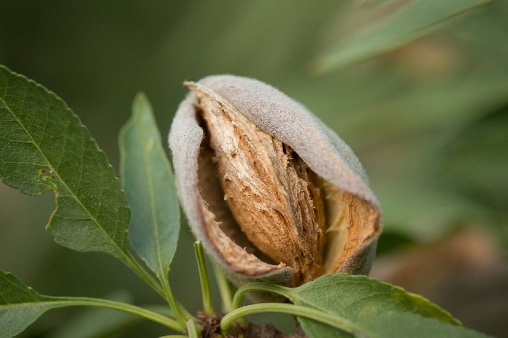 Mazapan, almendra.