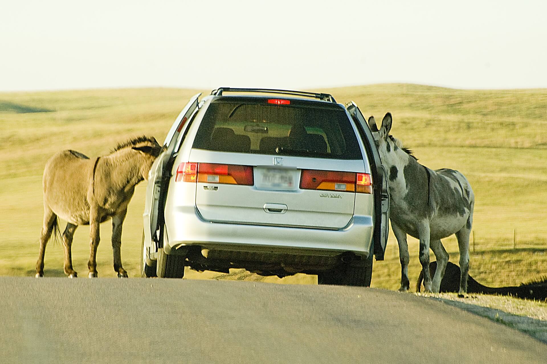 Al hacer turismo por Chipre, e n Karpas nos encontramos a los burros.