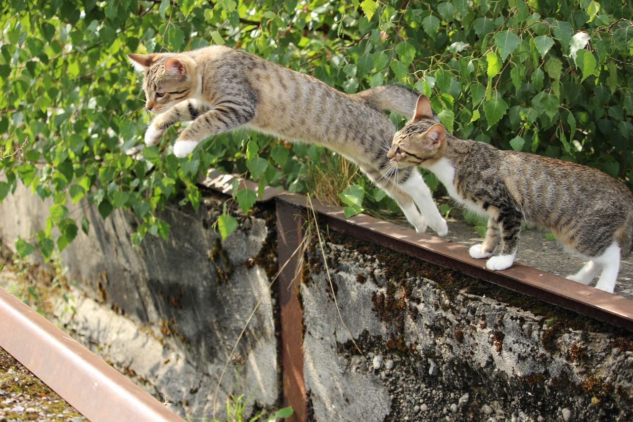 San Nicolás de los Gatos