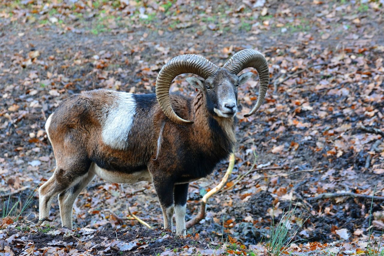 Fauna de Chipre.