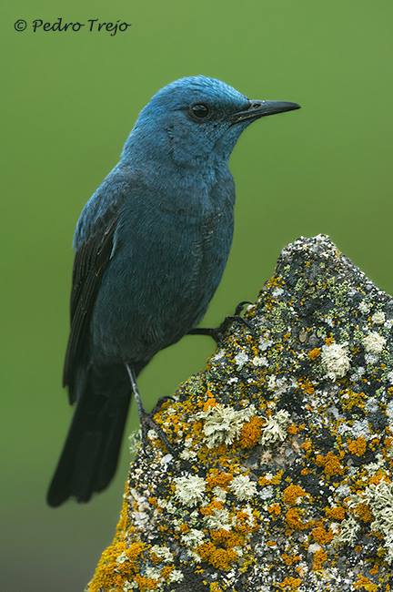 Roquero Solitario.