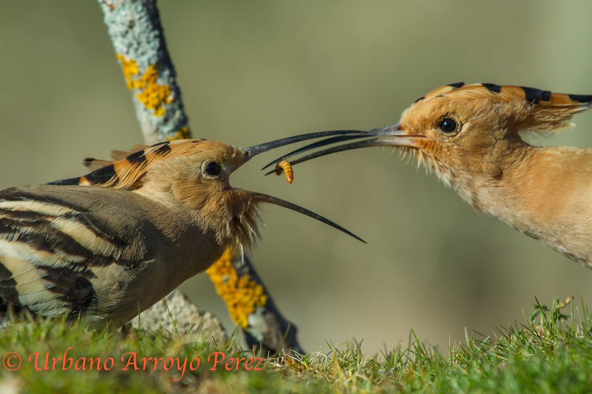 Abubillas comiendo gusanos.