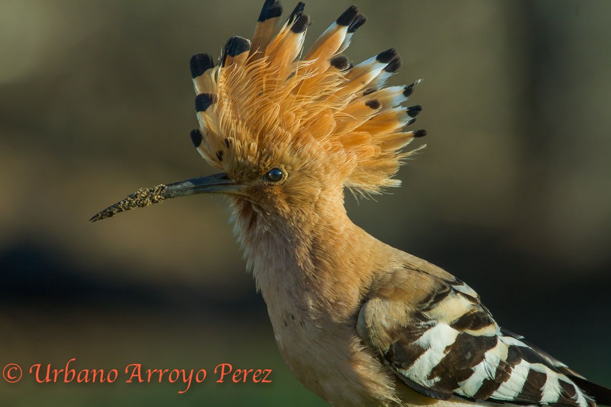 Abubilla con su cresta y el pico sucio.