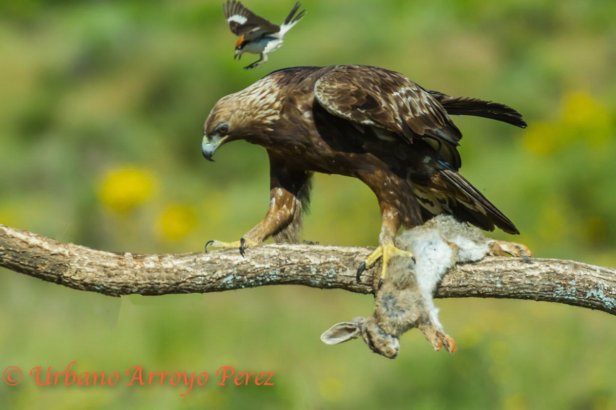 Aguila Real atacada por un pequeño pajarillo.