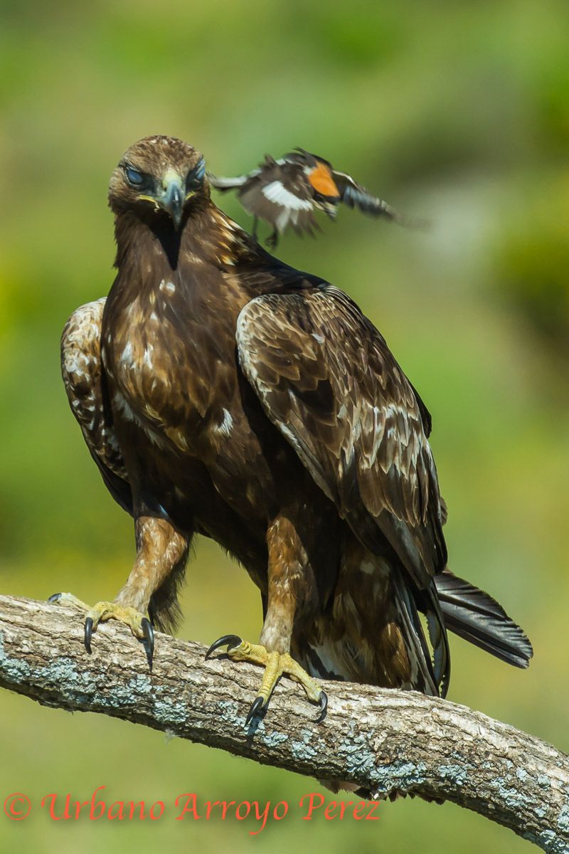 Aguila Real robusta.