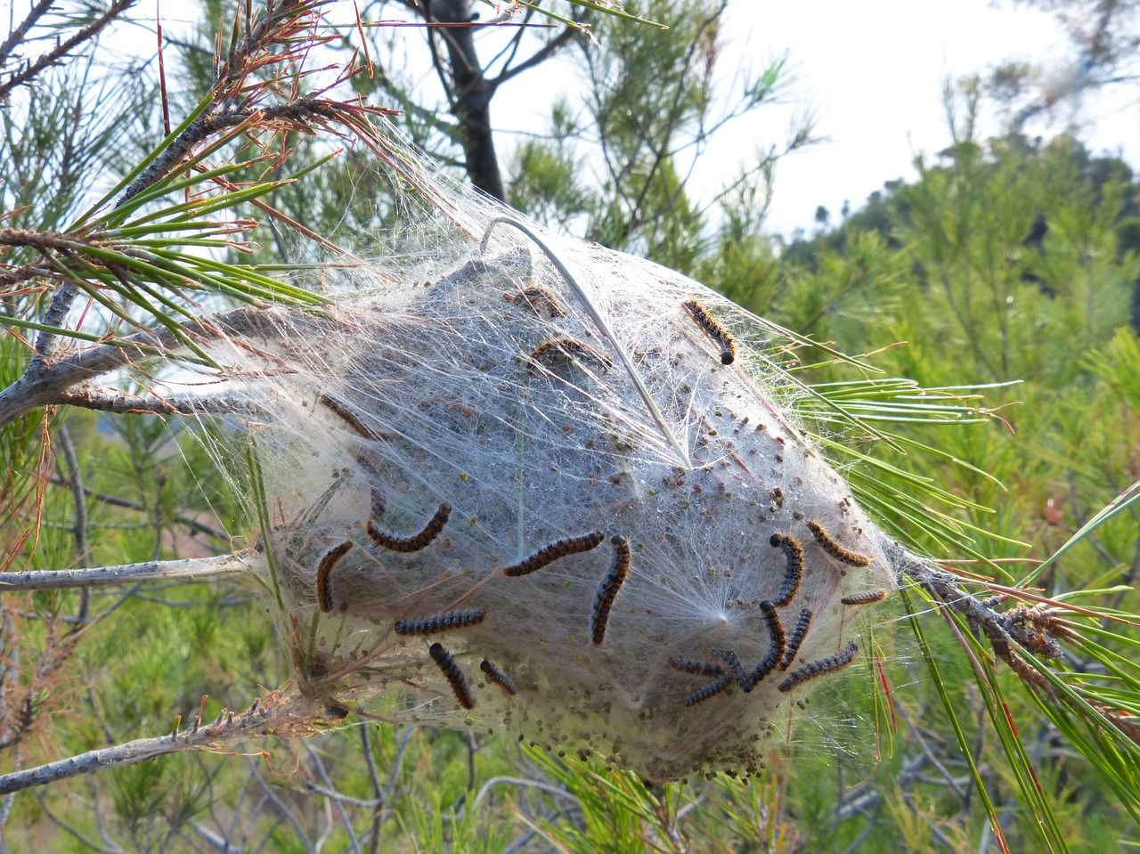 Bolsón de procesionaria.